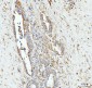 Anti-Grp75 Antibody Picoband™ (monoclonal, 4I9)